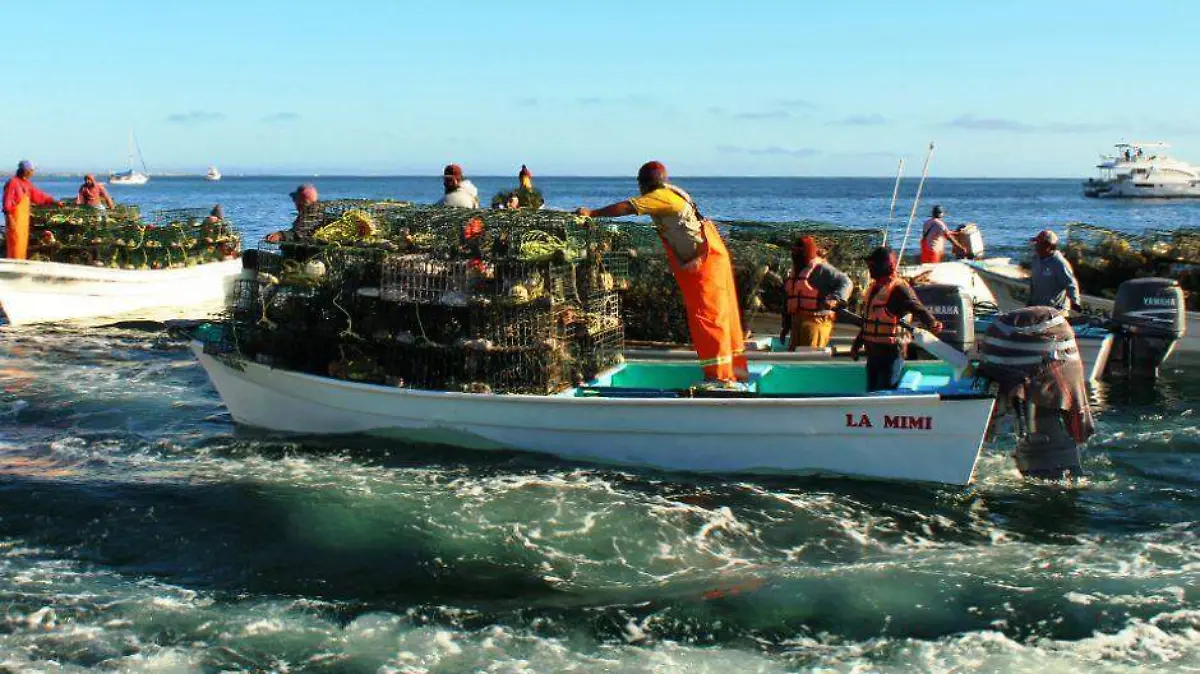 abren pesca de langosta pescadores